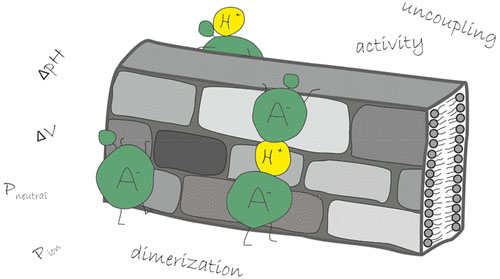 Model graphic: predicting protonophoric uncoupling activity, © Verlag ACS Publications